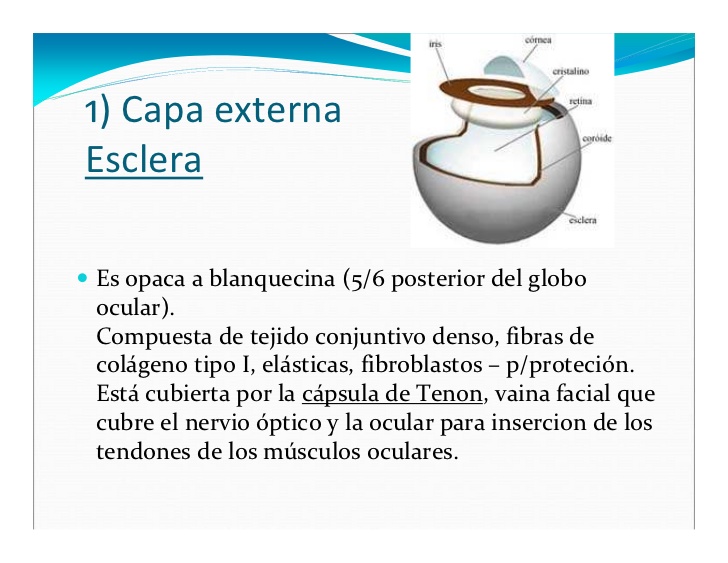 1) Capa externa
Esclera

Es opaca a blanquecina (5/6 posterior del globo
ocular).
Compuesta de tejido conjuntivo denso, fi...